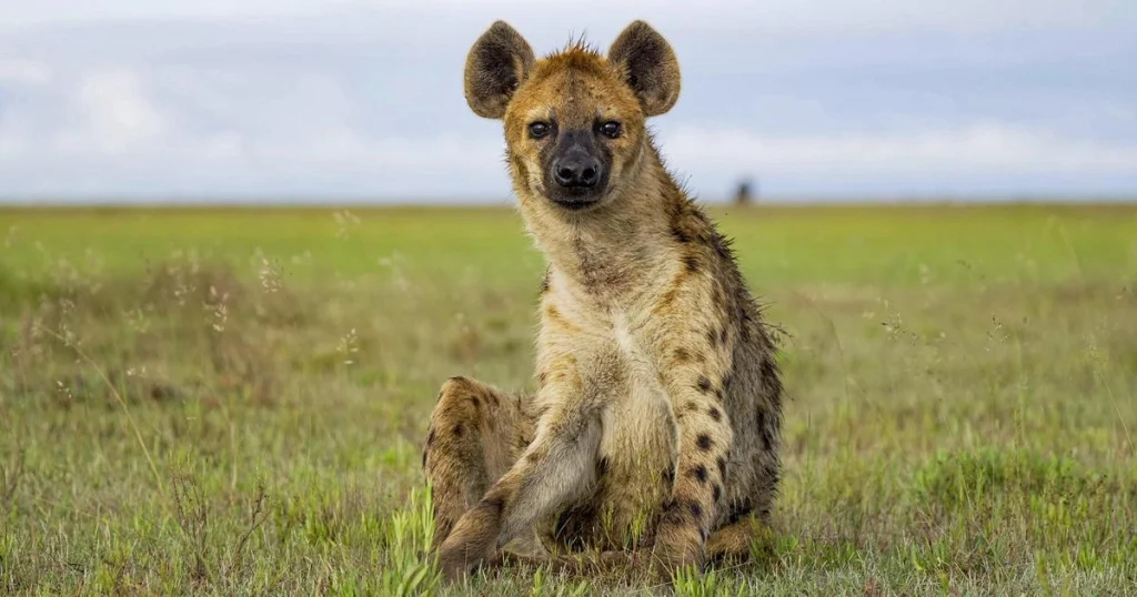 Animals that have spots - Hyena
