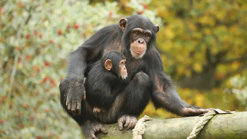 Animals without tails - Apes