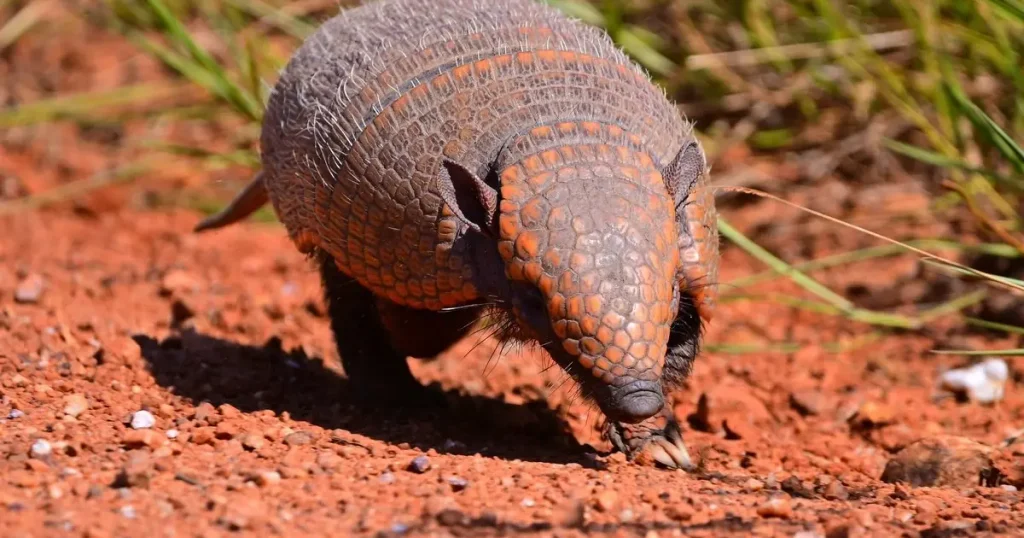 Mammals That Can't Jump - Armadillos