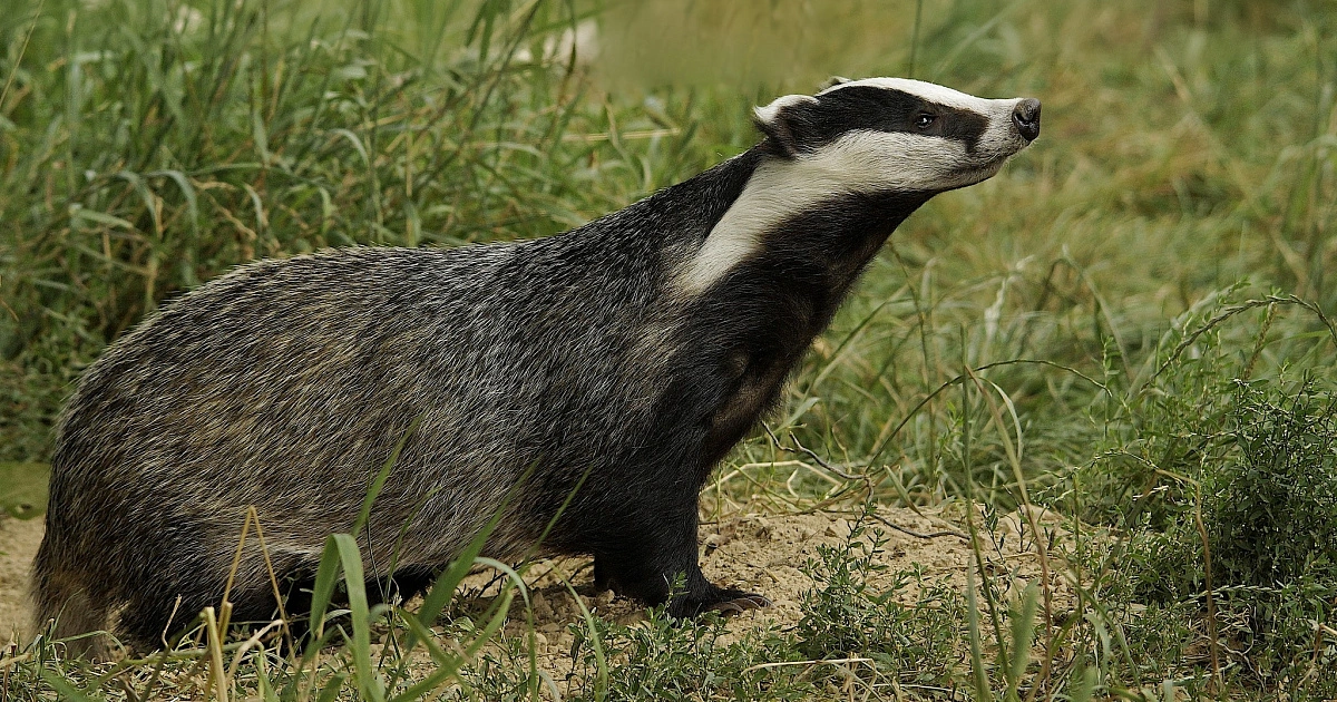 Badgers - Animals That Look Like Otter