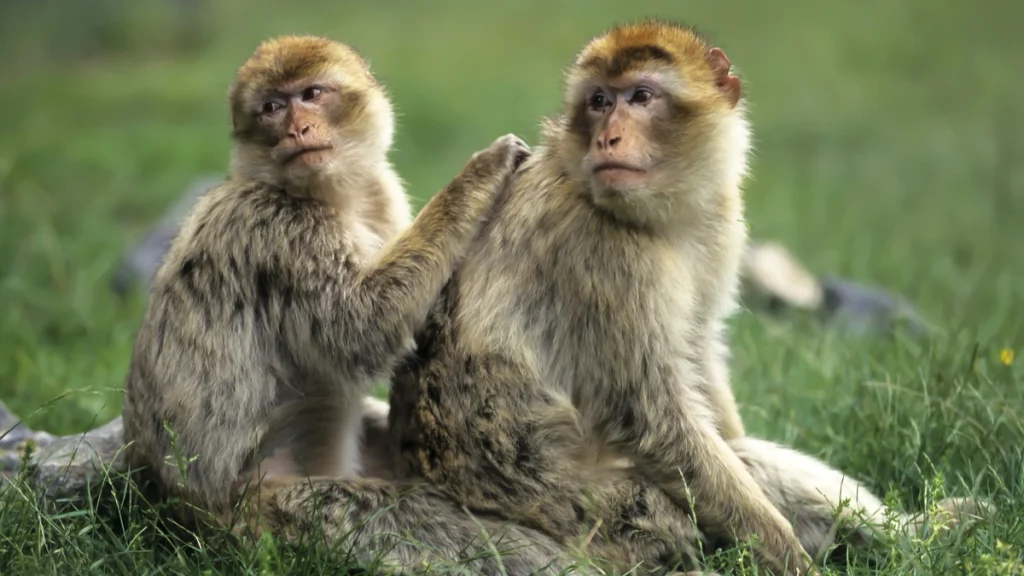 Animals without tails - Barbary Macaque