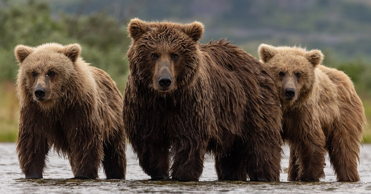 Bears - Scavenger Animals 