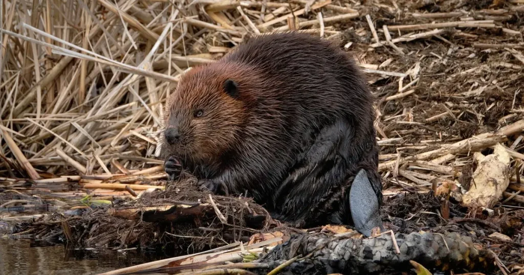 Mammals That Can't Jump - Beaver