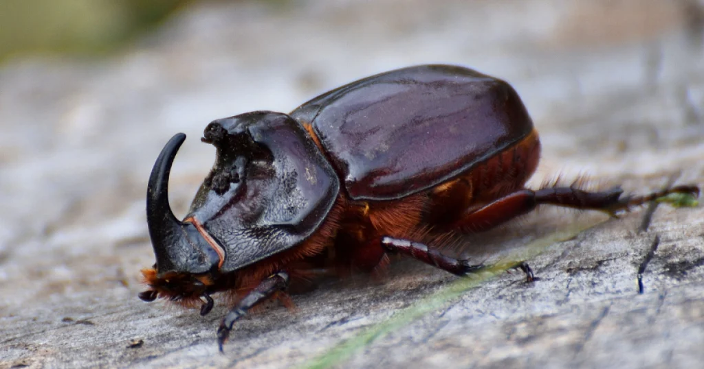 Beetles - Scavenger Animals