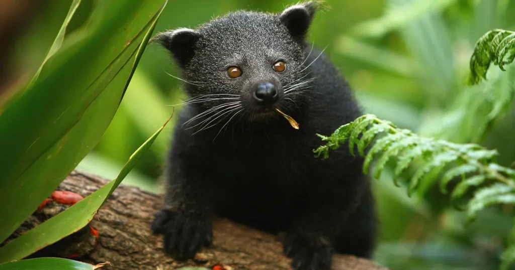 Binturong - Animals That Look Like Otter