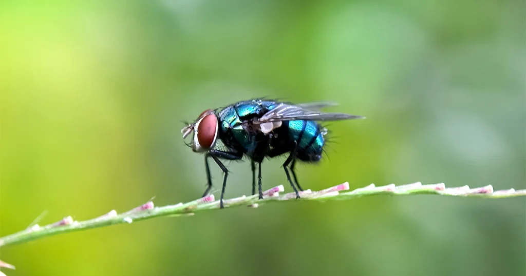 Blowflies - Scavenger Animals
