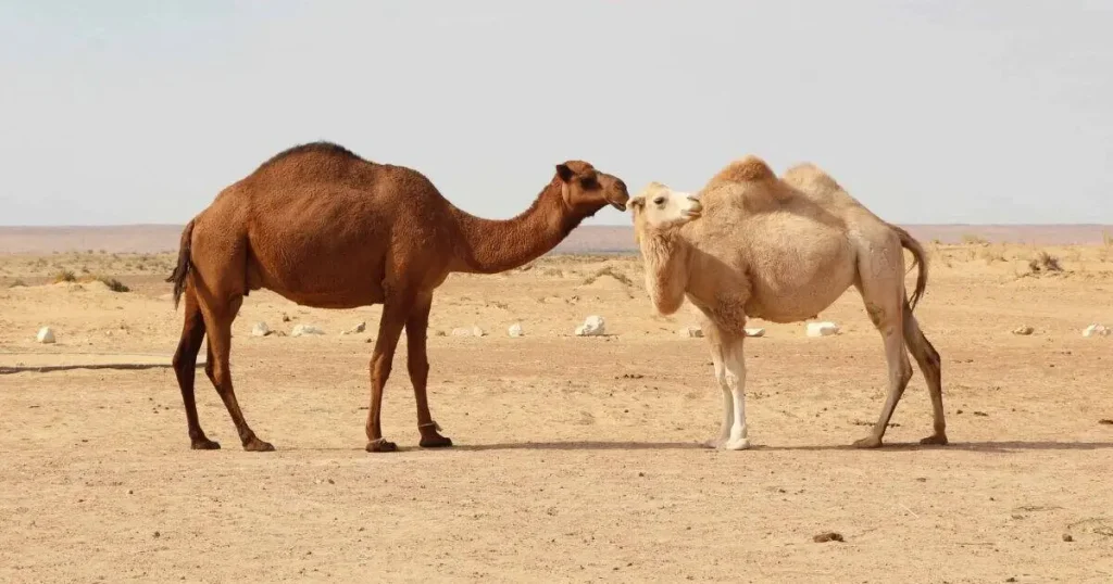 Mammals That Can't Jump - Camel