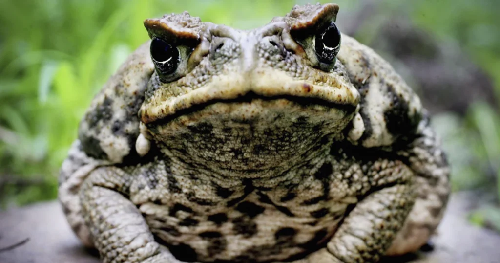 Cane Toads - Animals With Lowest IQ