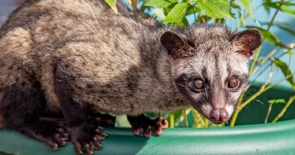 Civet - Animals That Look Like Otter