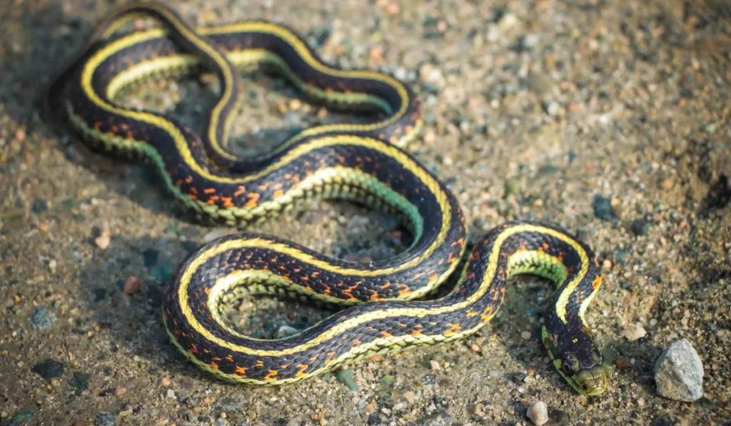 11. Large Snakes