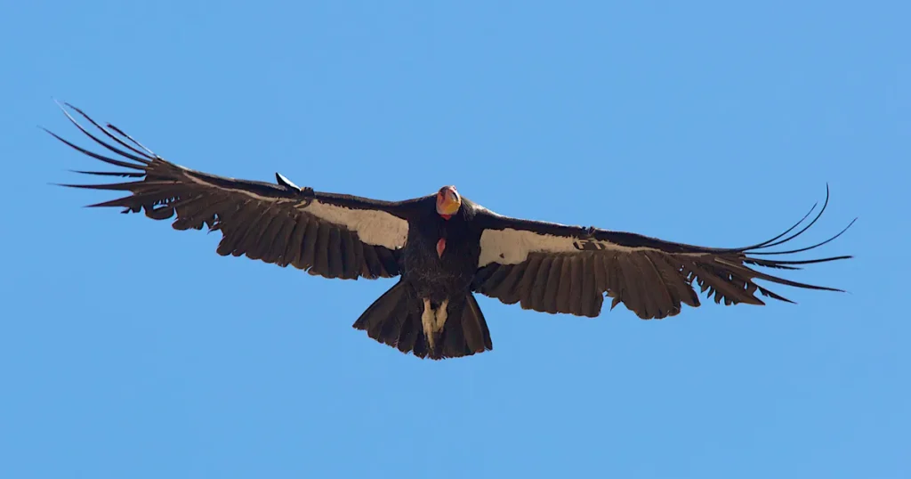 Condors - Scavenger Animals