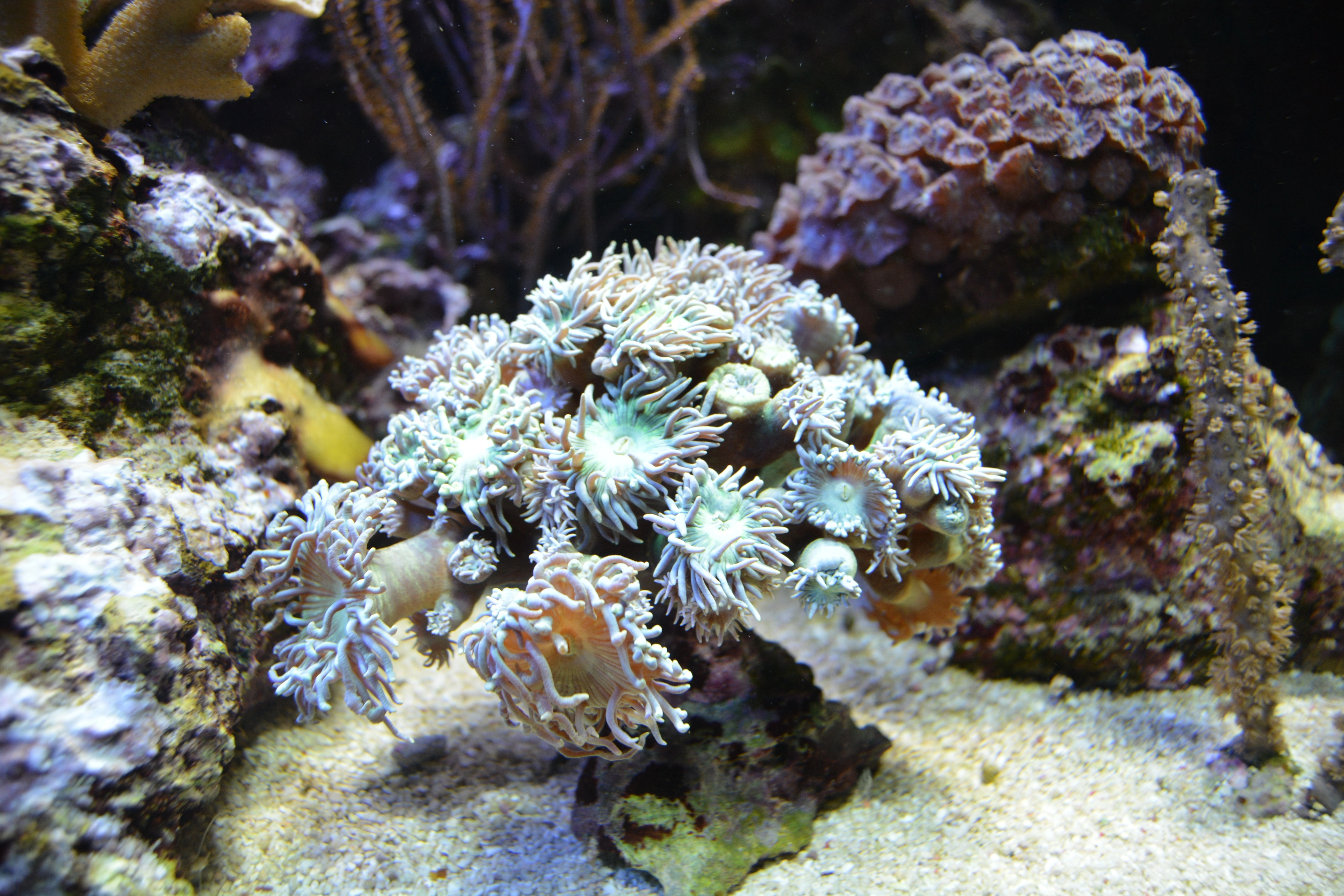 Coral - Animals With Lowest IQ