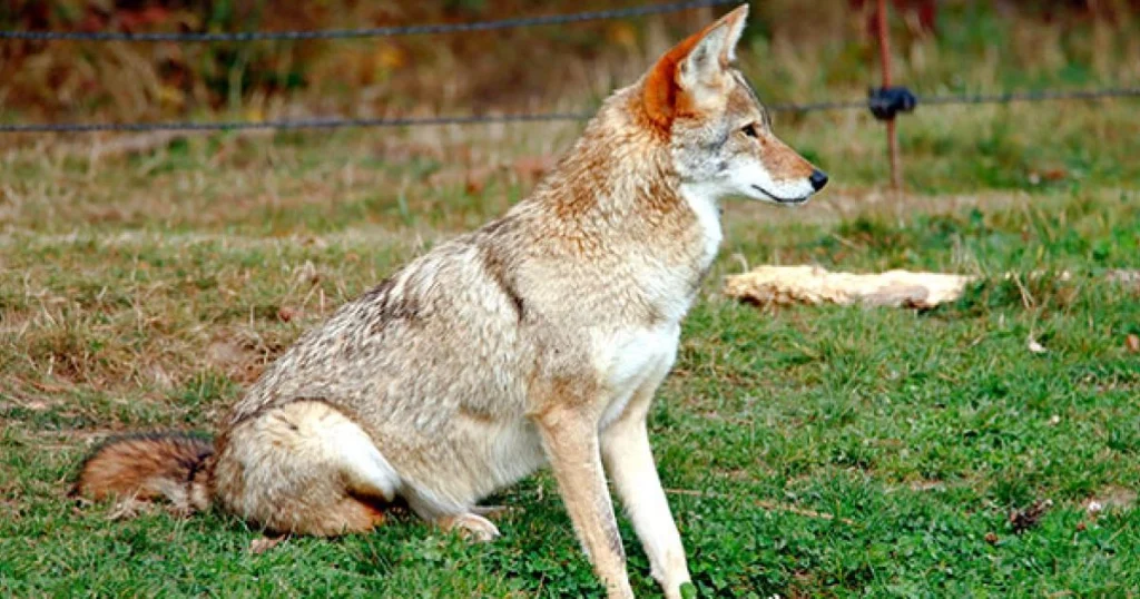Coyotes - Scavenger Animals
