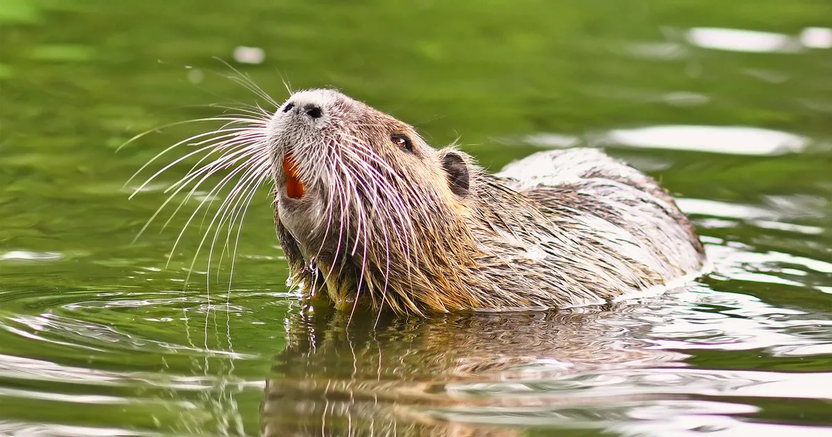 Coypus (Nutria) - Scavenger Animals