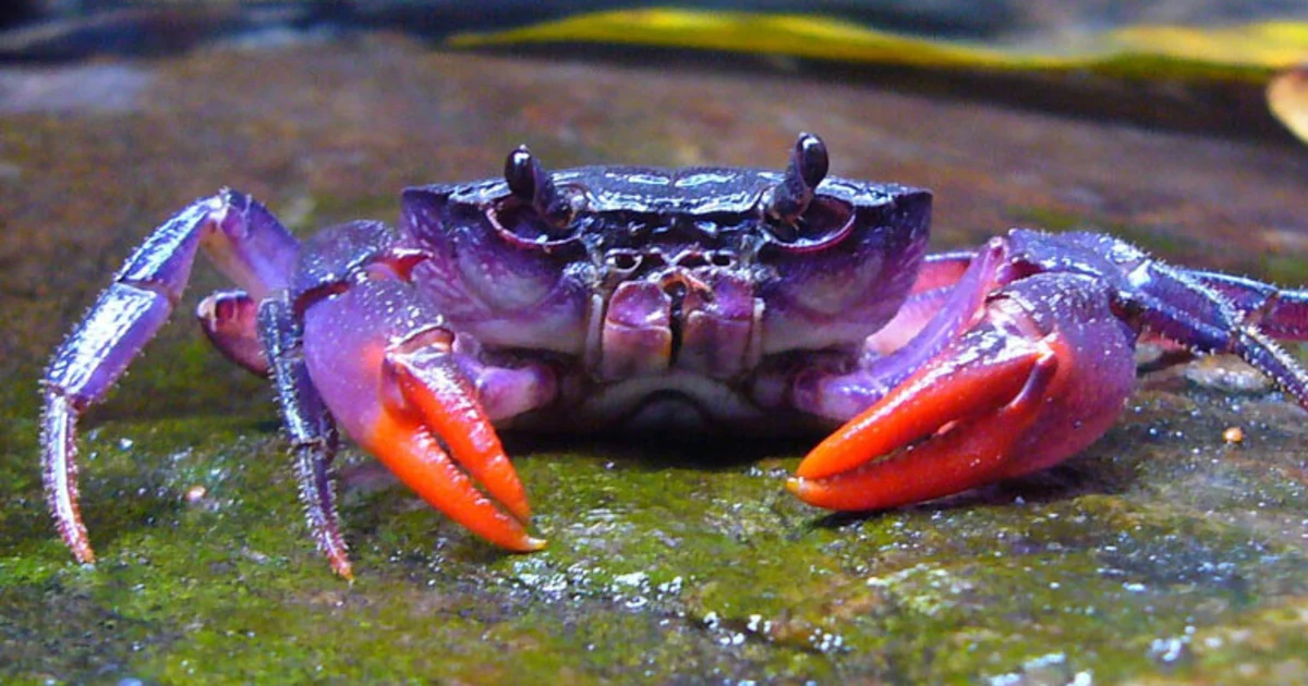 Crabs - Scavenger Animals