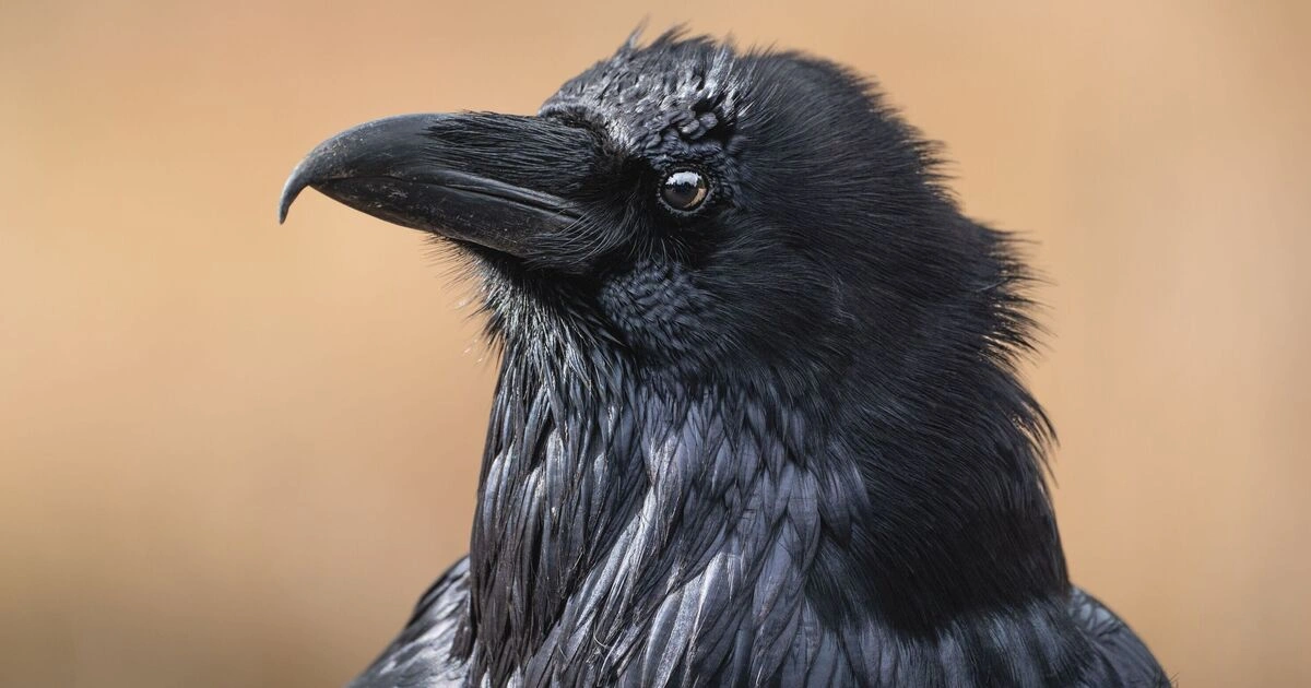 Crows - Scavenger Animals