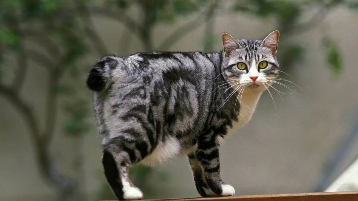 Animals Without Tails