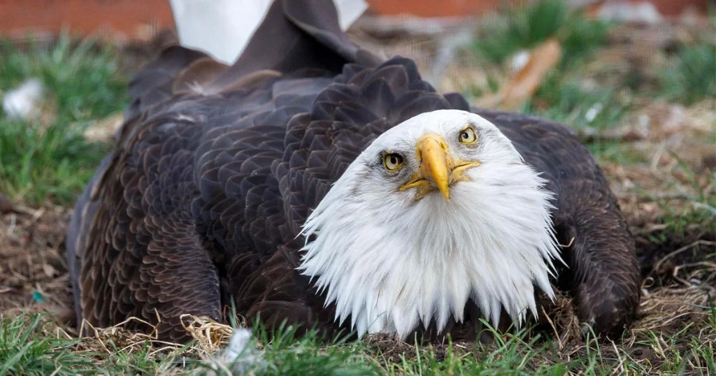 Eagles Scavenger Animals