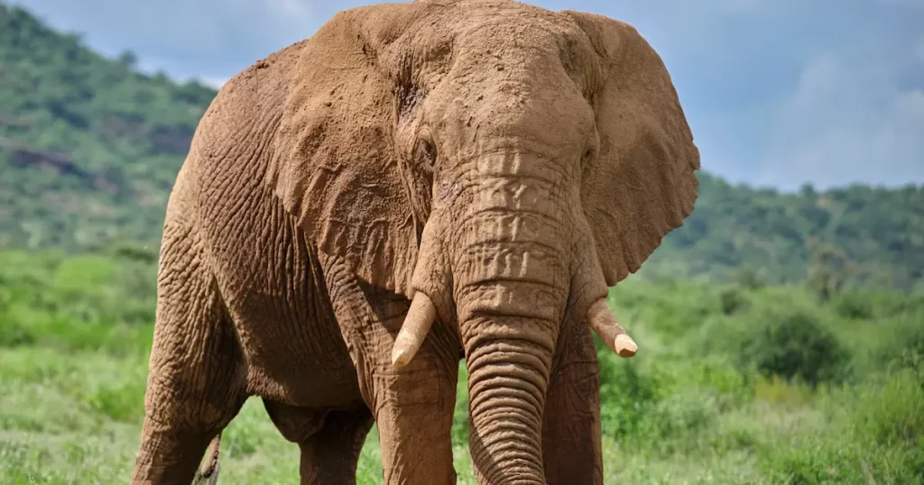 Mammals that can not jump - Elephant