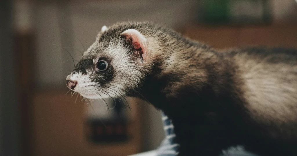 Ferrets - Animals That Look Like Otter