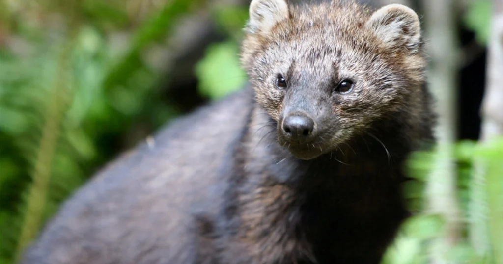 Fishers - Animals That Look Like Otter