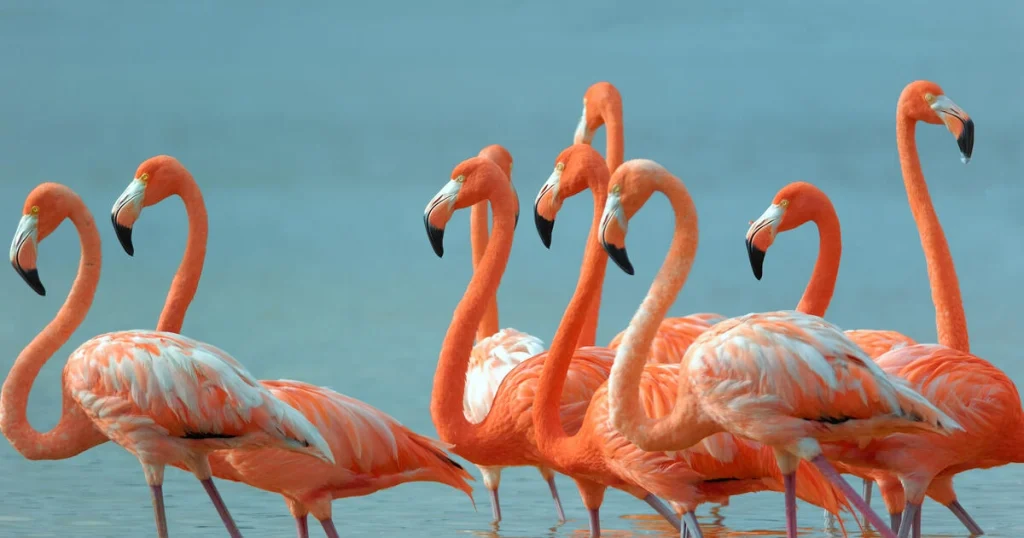 Flamingos - Animals With Lowest IQ