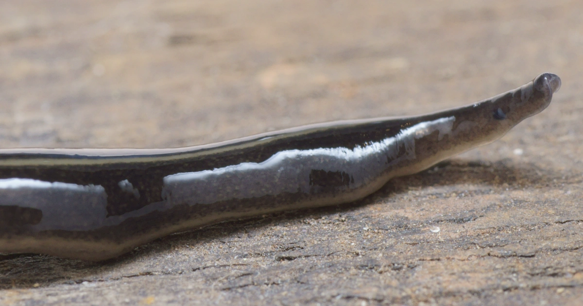 Flatworms