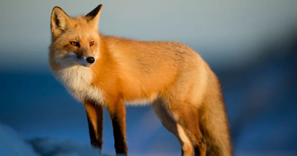 Foxes - Scavenger Animals