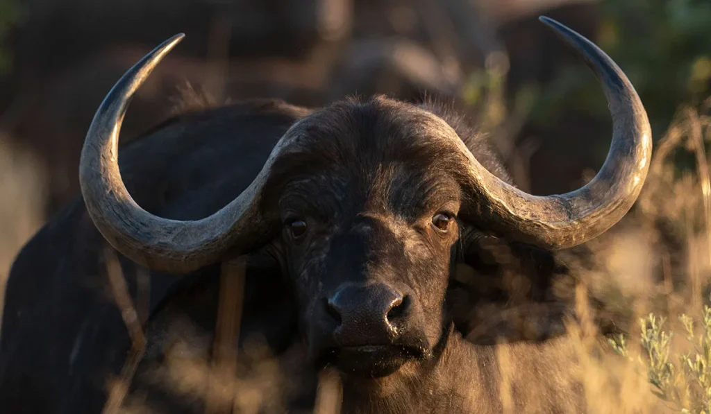 15. Cape Buffalo