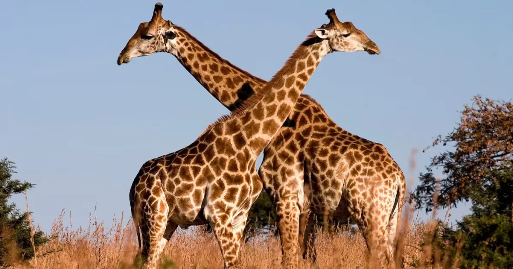 Mammals That Can't Jump - Giraffes