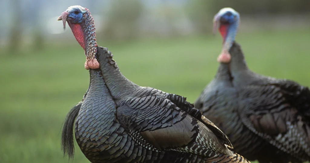 Gobble Turkeys - Animals With Lowest IQ