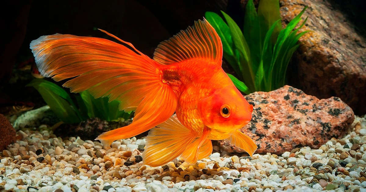 Goldfish - Animals With Lowest IQ