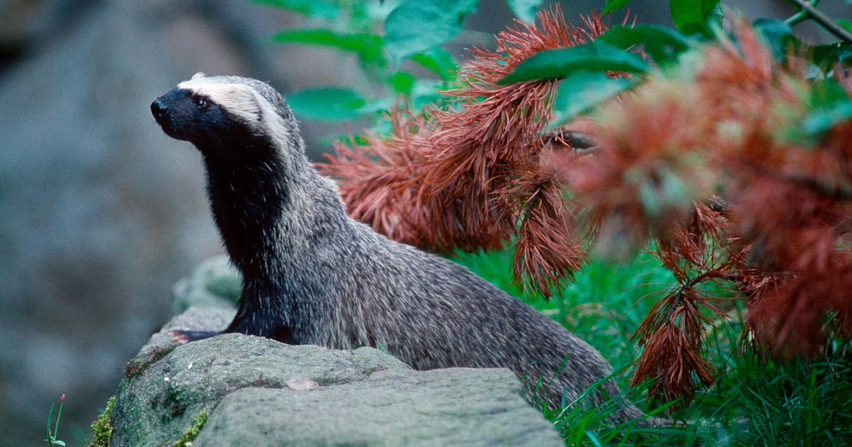 Grisons - Animals That Look Like Otter
