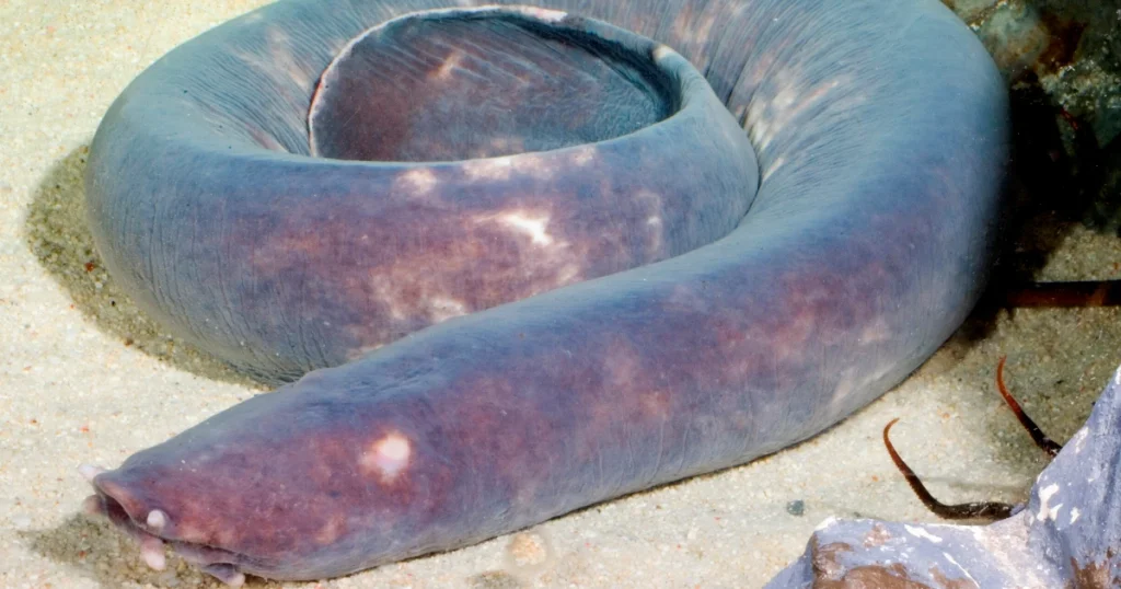 Hagfish - Scavenger Animals