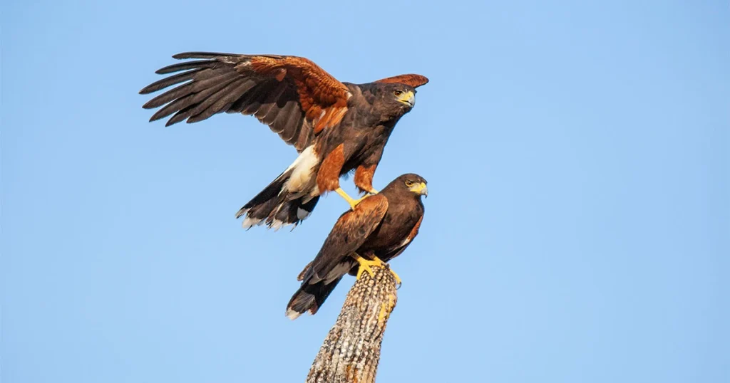 Hawks - Scavenger Animals
