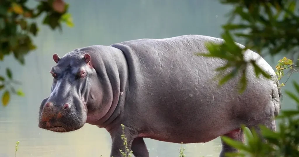Mammal That Cannot Jump - Hippopotamus