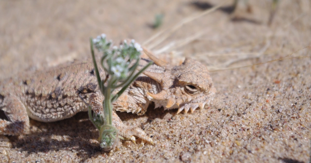 Horned Lizard - Animals WIth Lowest IQ