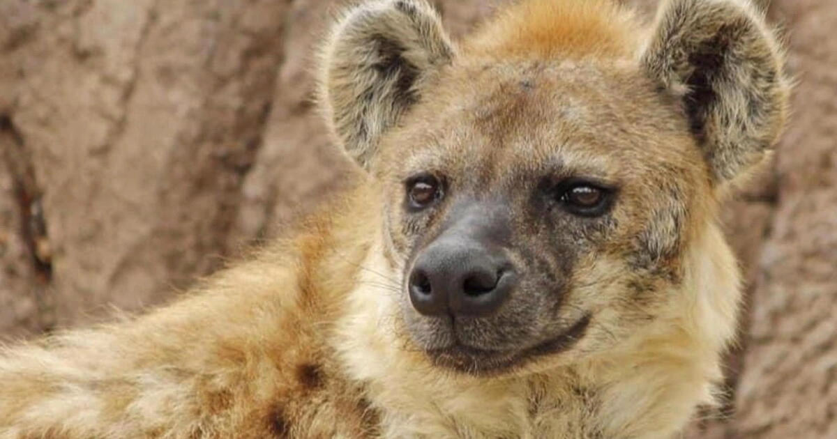 Hyenas - Scavenger Animals