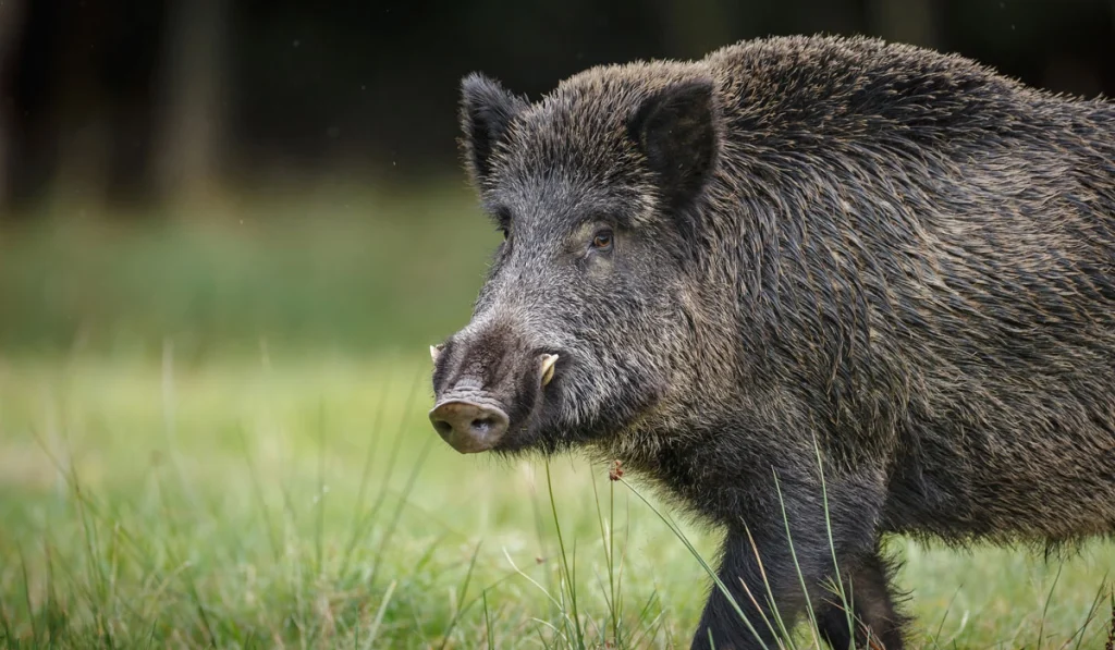 16. Wild Boars