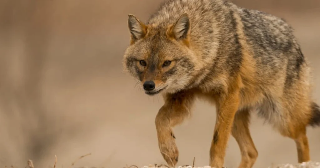 Jackals - Scavenger Animals