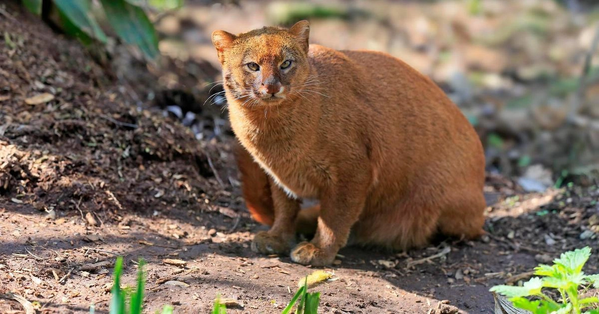 Jaguarundi - Animals That Look Like Otter