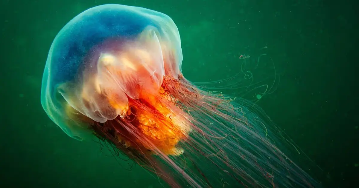 Jellyfish - Animals With Lowest IQ