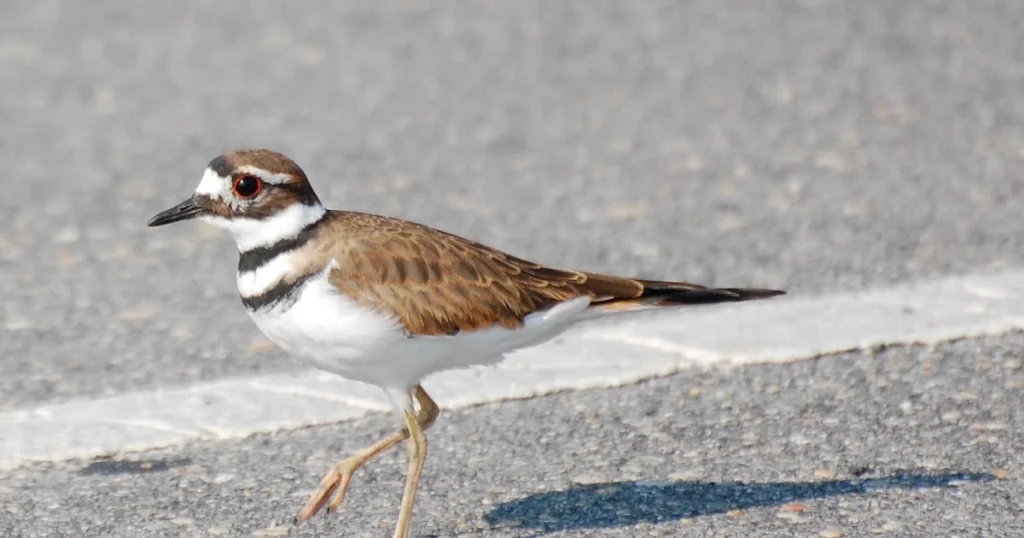 Killdeer - Animals With Lowest IQ