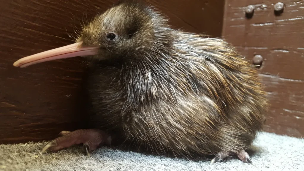 Animals without tails - Kiwi Bird
