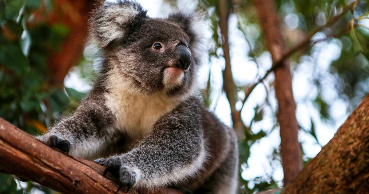 Koalas - Animals With Lowest IQ