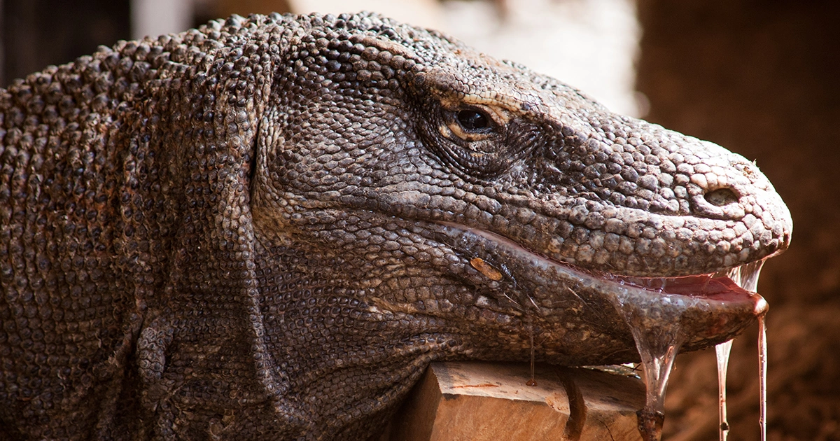 Komodo Dragons - Animals WIth Lowest IQ