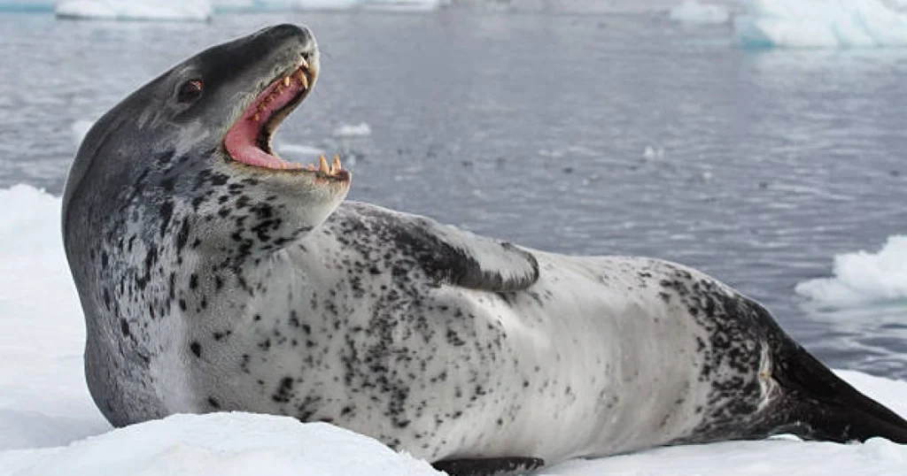 Leopard Seals - Scavenger Animals