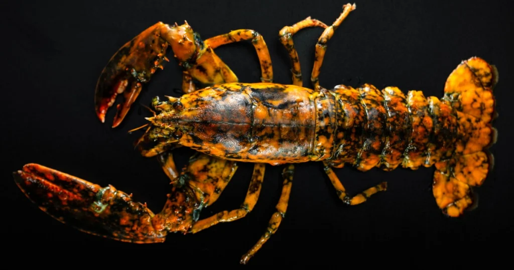 Lobsters - Scavenger Animals
