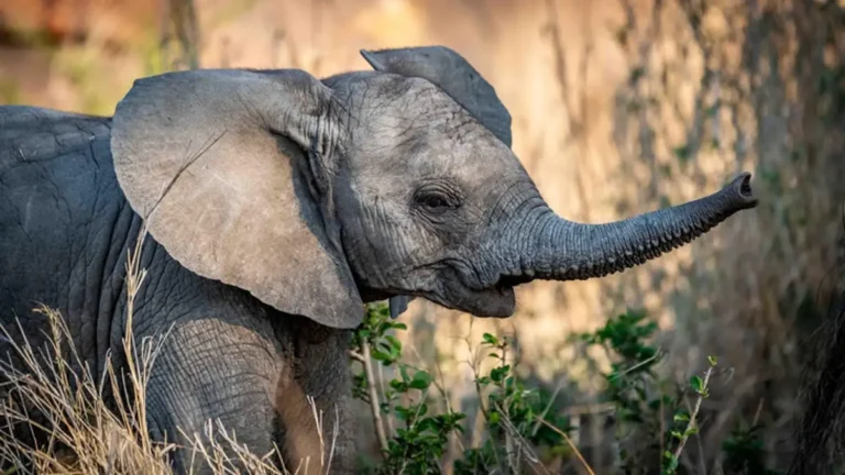 Mammals That Cannot Jump
