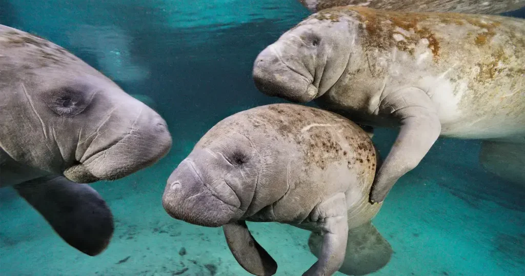 Mammals That Can't Jump - Manatees